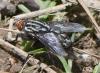 Sarcophaga sp.